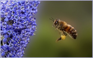 abeille-en-vol