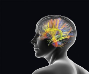 neurocognition cerveau1